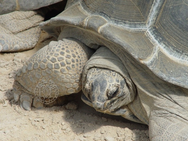 La tortue géante des Seychelles (Dipsochelys sp) Seych410