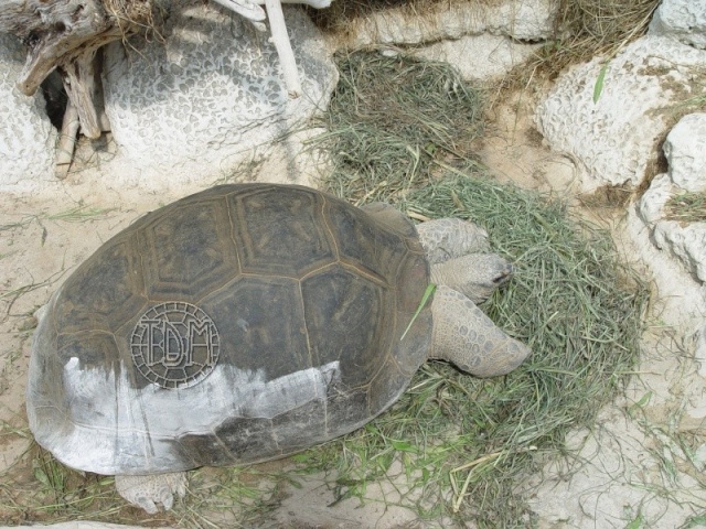 La tortue géante des Seychelles (Dipsochelys sp) Seych_11