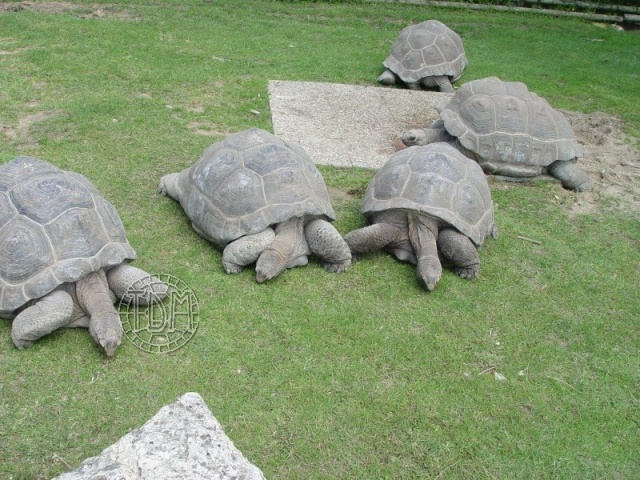La tortue géante des Seychelles (Dipsochelys sp) Seych_12