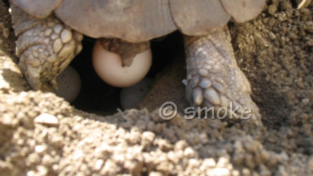 La tortue marginée (Testudo marginata) Smoke210