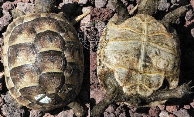 La tortue levantine (Testudo ibera) Ti1510