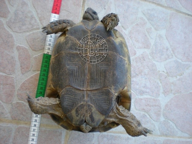 La tortue levantine (Testudo ibera) Ti510