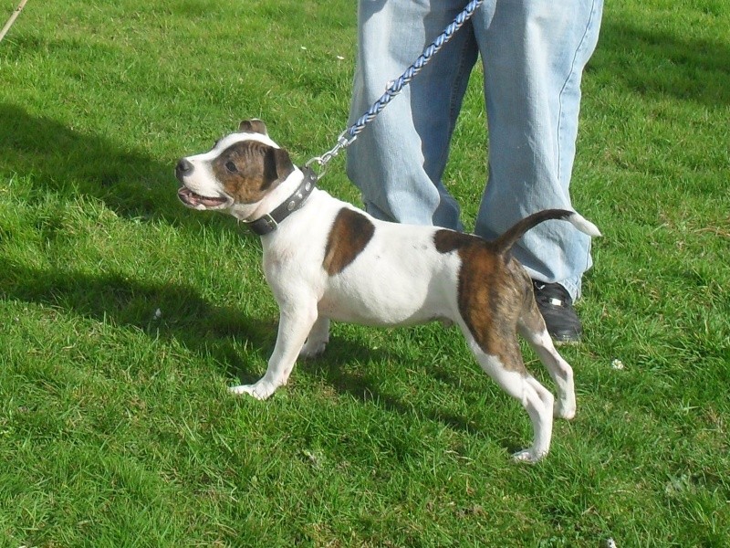 harlem - staffordshire bull terrier - Page 3 Sdc17713