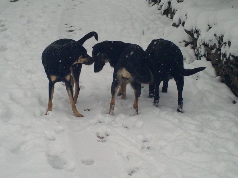 Hope, Laika et le Loulou, les inseparables - Page 2 Pict0093