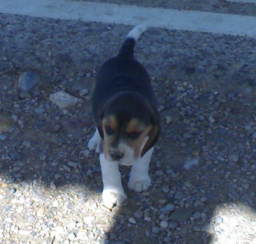 Las fotos de nuestros beagle - Página 4 0610