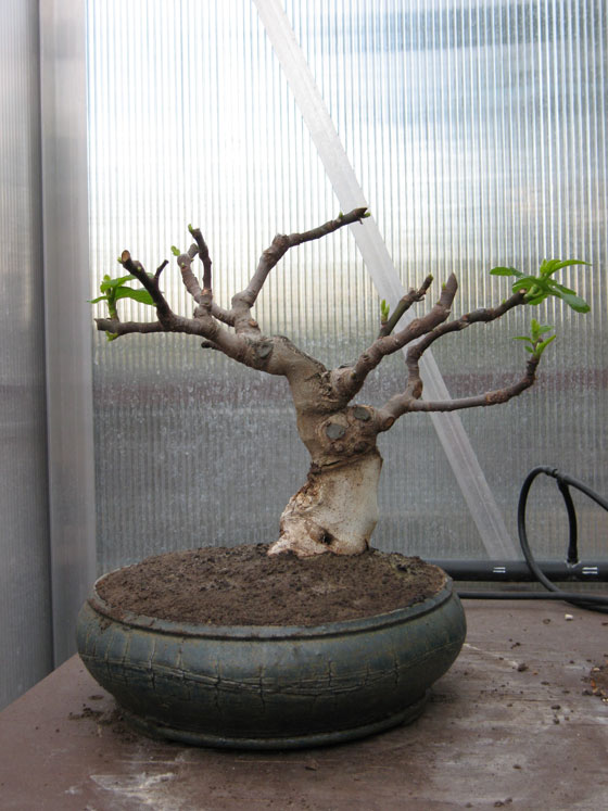 Ficus-Carica Img_2010