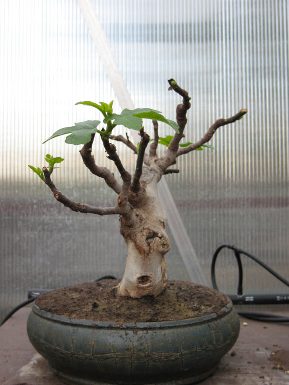 Ficus-Carica Img_2012