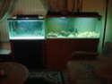 Show me your fish room! - Page 2 Africa12