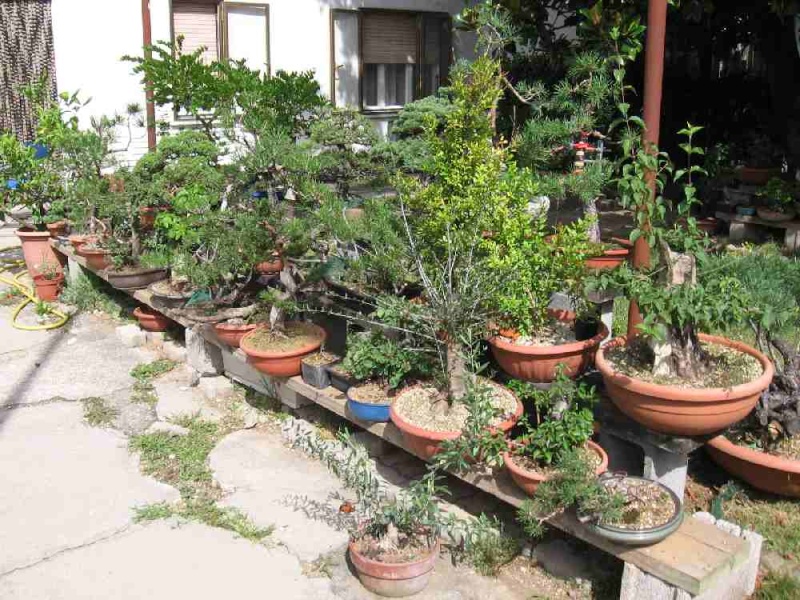 Dove coltiviamo i nostri bonsai Garden10