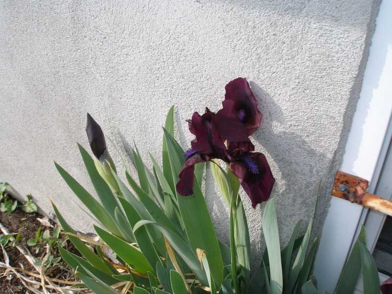 premier iris en fleur Iris18