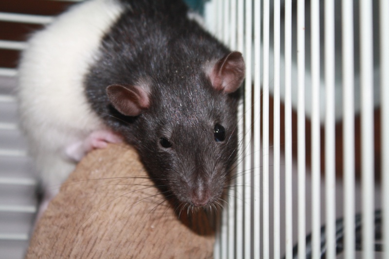 1 ratte a l'adoption(adoptée le 07/04/2011) Img_0317