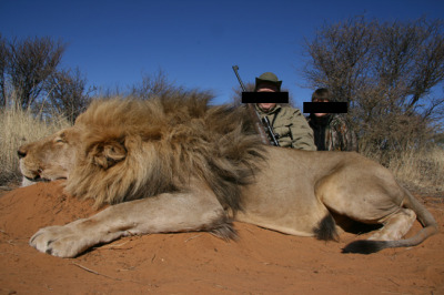 Chasse dans les réserves d'afrique du Sud Lion10