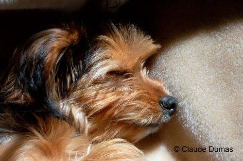 mon chien, voil 4 ans D50_a_10