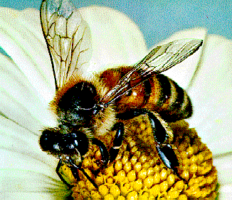 La saliva de las abejas Abejas10