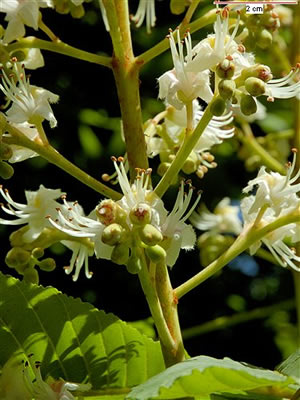 7.- Chestnut Bud - Brote de castaño de Indias Chestn10