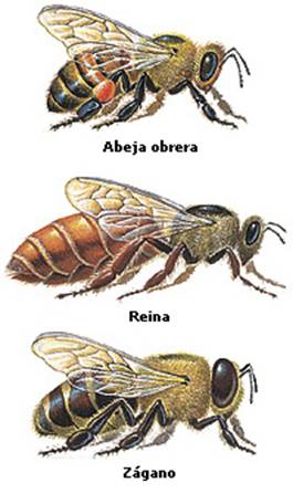 La saliva de las abejas Image010