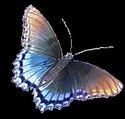 mariposas e insectos 7ehyel10