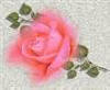 texturas rosas Fondod10