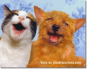 animales Gatos-10