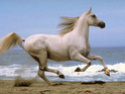 animales Horse010