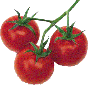 Tomate Tomate10