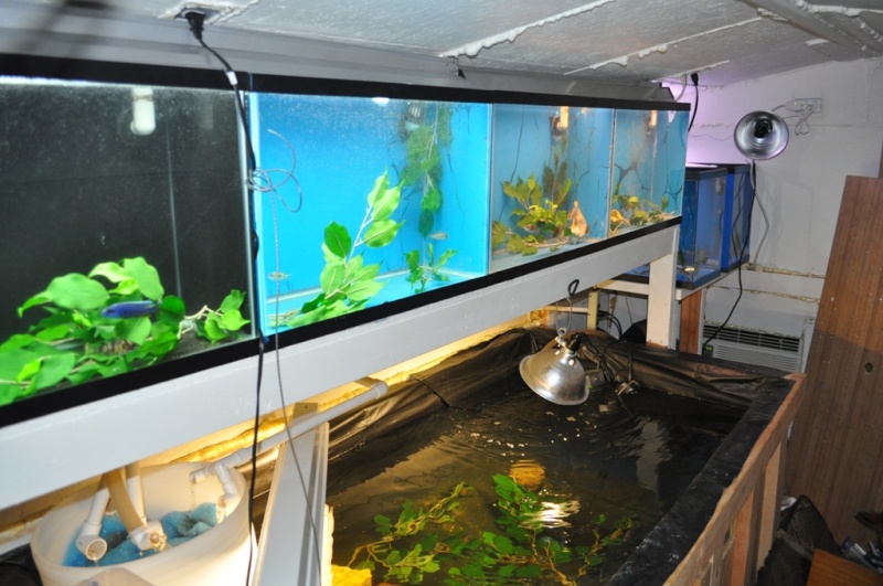 10 - 20G tanks linked through a 450G sump/mini pond From_l10