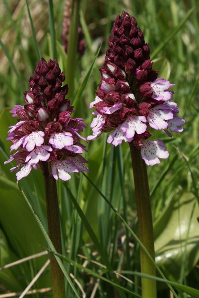 Orchis purpurea ( Orchis pourpre ) 1457im11