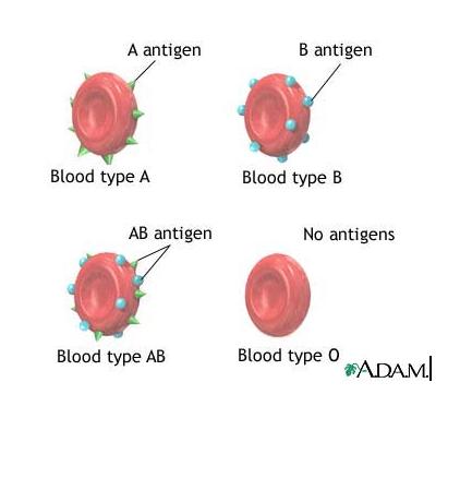اختبار فصيلة الدم - Blood group test Hffhgf12