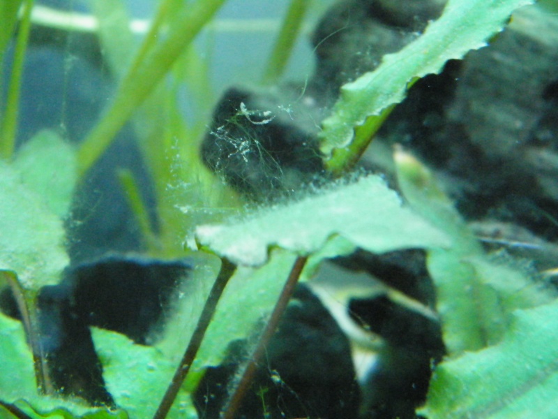 algues filamenteuses... Dscf4212