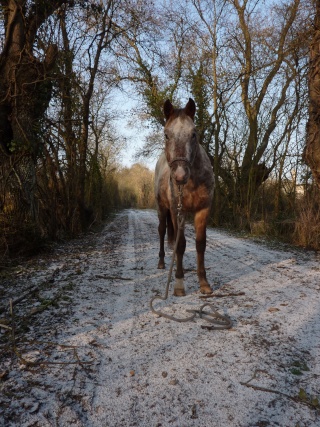 photos de chevaux dans la neige P1050619