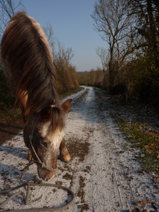 photos de chevaux dans la neige P1050620