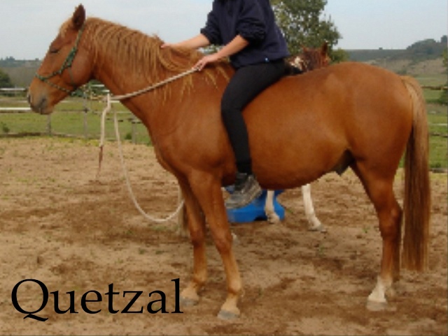 annonce de chevaux à vendre que j'ai trouvé Quetza10