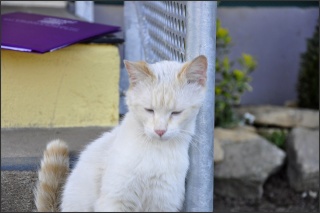 GASPARD,chat mâle type siamois crême "chats libres Lorient" _dsc0136