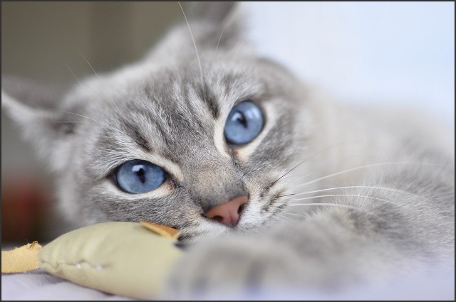 [56] SAPHIR, petite chatte handicapée, blue tabby point .  _dsc0249