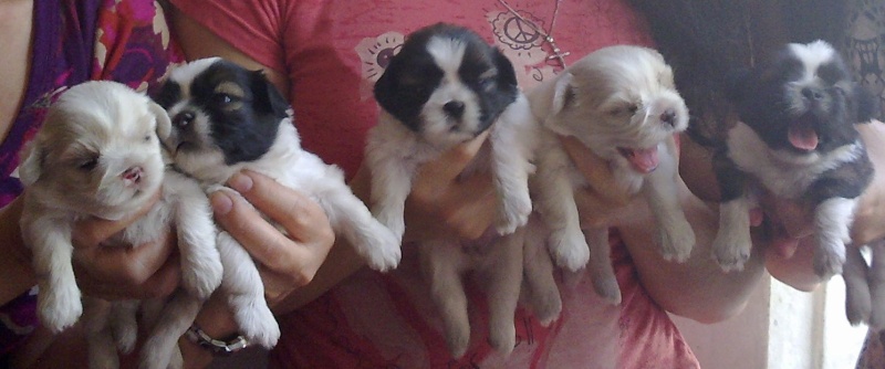 shih tzu pups for sale 21032010