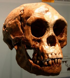El Homo Floresiensis, la evidencia de un mito que resurge . Akl10