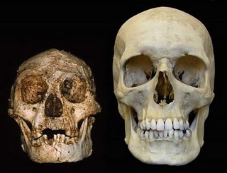 El Homo Floresiensis, la evidencia de un mito que resurge . Flores11