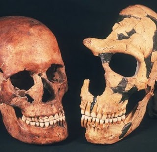 Neanderthal : Las Semi rectas de la Evolución . Neande13
