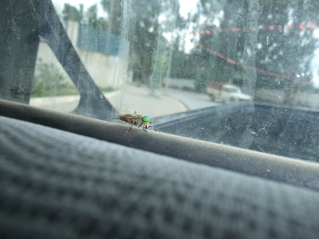 [Philipomyia sp.] identification de mouche à yeux bizaroide Dscf7411