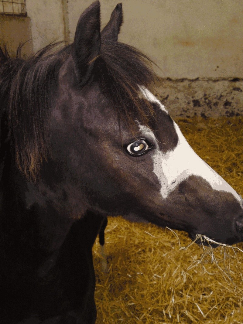 poney welch noirMon premier cheval Dsc00610