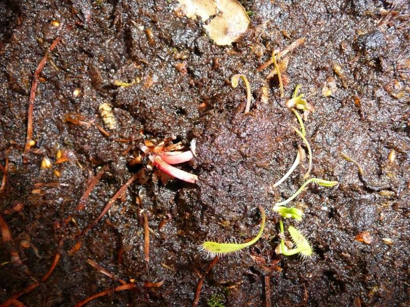 Drosera monté par manque de lumière... P1070610