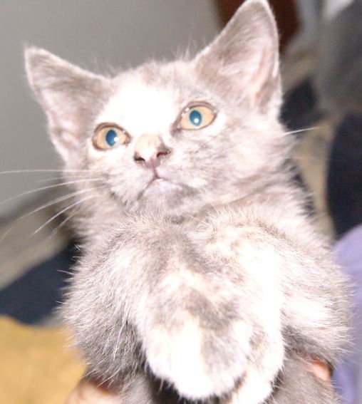 Chatons à adopter Ersdfg10