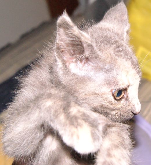 Chatons à adopter Lmkhgj10