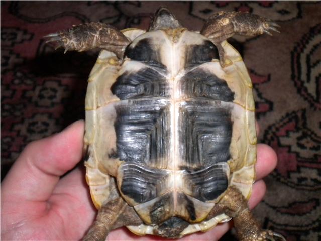 infos sur une tortue Tortue11