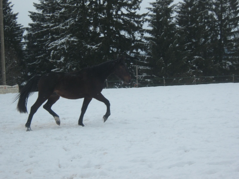 mon gros bébé sire des près Samedi16