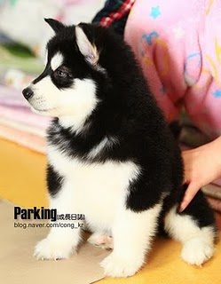 Yoochun y Su mascota "Harang" Micky-10