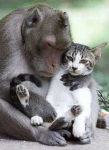 Un Macaco adopta a un Gato 412_7913