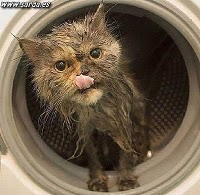 Una gata sobrevive al lavado y centrifugado en una lavadora Gato-r10