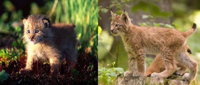 LYNX PARDELLE - Lynx Pardinus