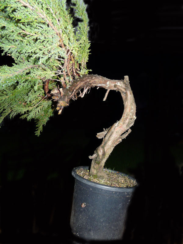 Juniperus - Yamadori R110